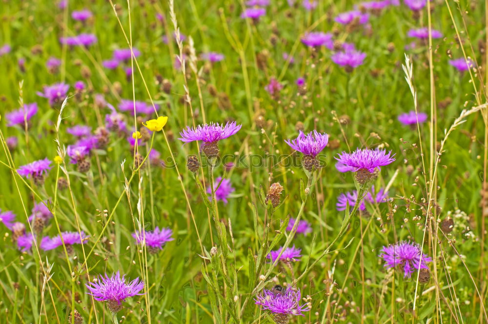 Similar – Image, Stock Photo Flowering Heath Heathland