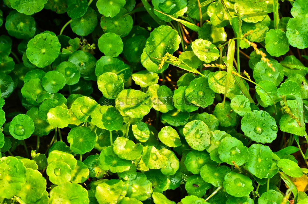 Similar – foliage Tree Leaf Green