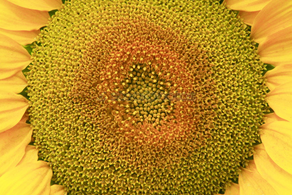 Image, Stock Photo sunflower Summer