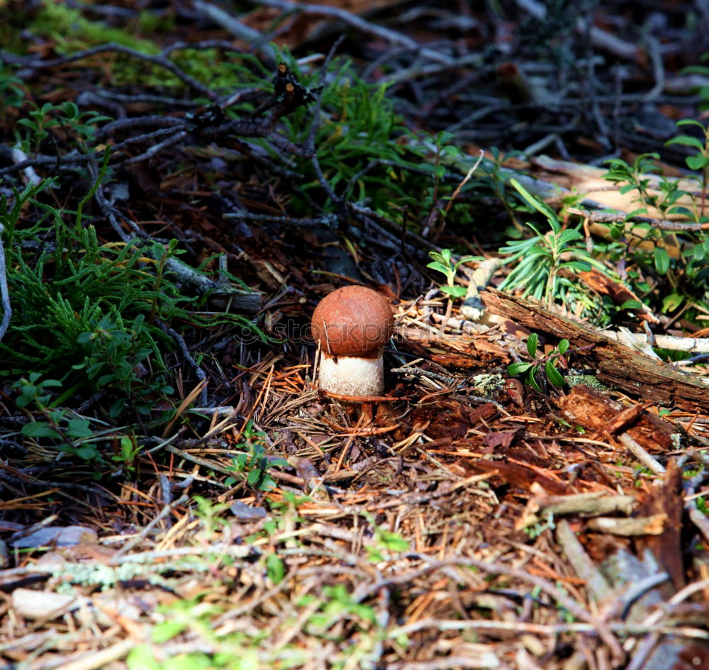 Foto Bild Stachelköpfchen Natur