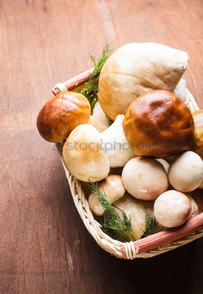 Similar – Image, Stock Photo porcini mushrooms Boletus