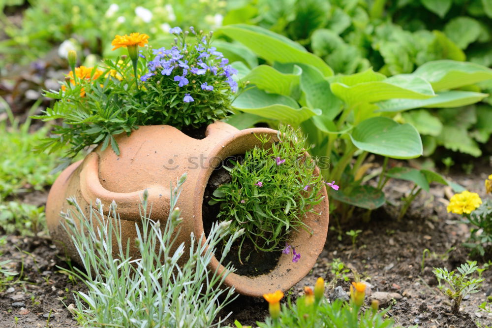 Similar – Image, Stock Photo Lavender Dwarfs Lifestyle