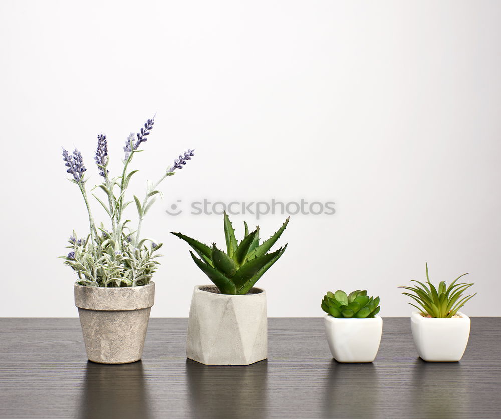 Similar – Image, Stock Photo flower and flower pot in the balcony