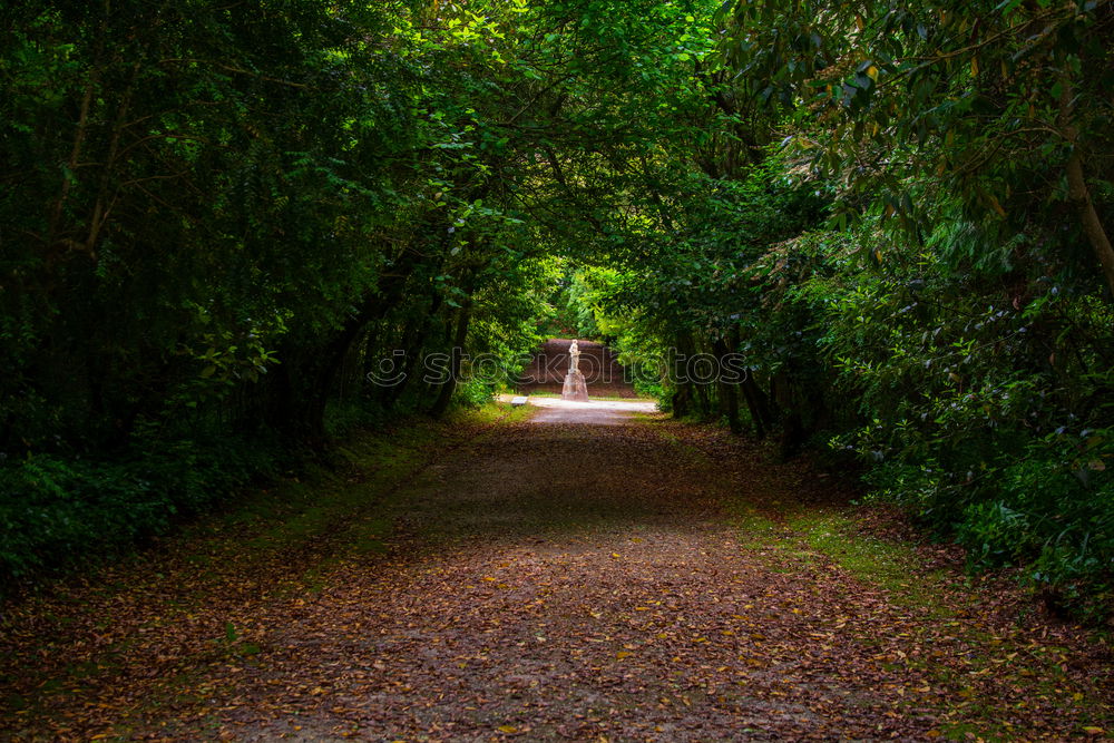 Similar – Image, Stock Photo Hiker in forest with hands up