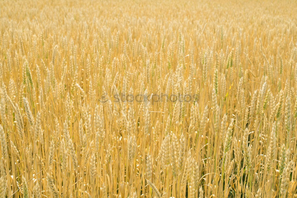 Similar – Foto Bild in the field Feld Distel