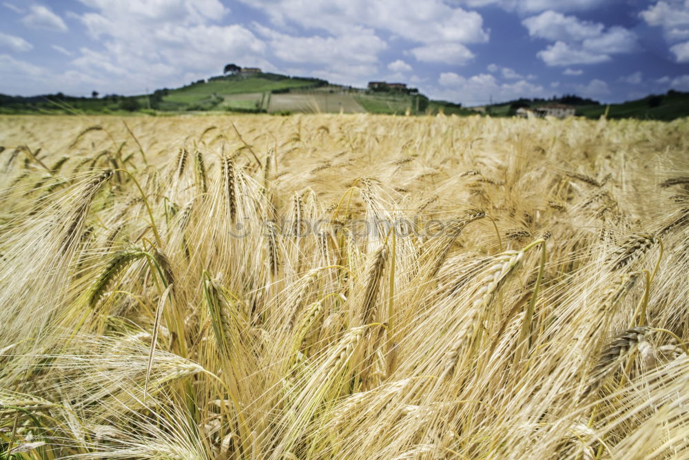 Similar – Foto Bild Weites Kornfeld himmelblau