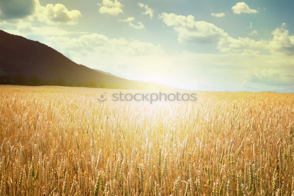 Similar – Cornfield 4 Landscape