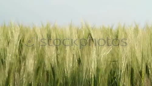 Similar – love of wheat Fresh Wheat