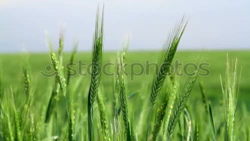 Similar – Image, Stock Photo blades of grass in the sky :-)