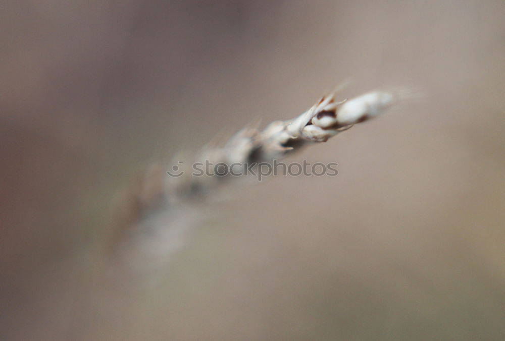 Similar – Image, Stock Photo trickle Nature Plant