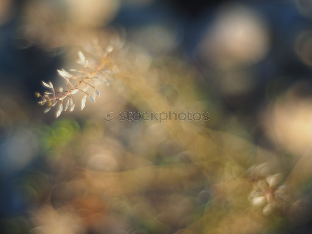 Similar – Schneeglöckchen Blume