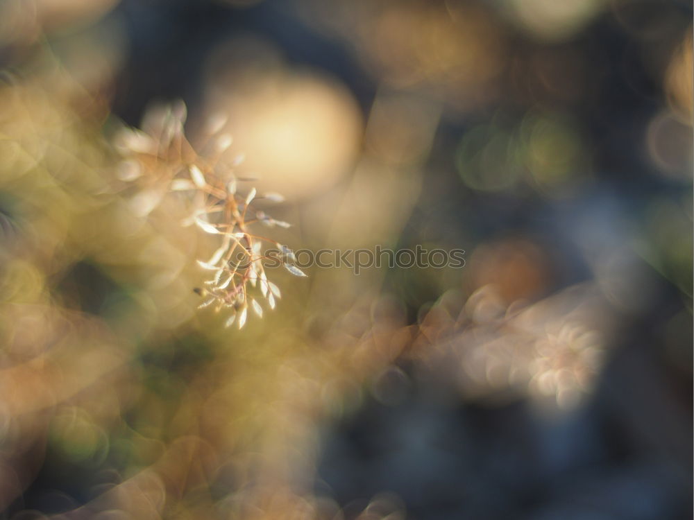 Similar – Flowers on the mountain pasture