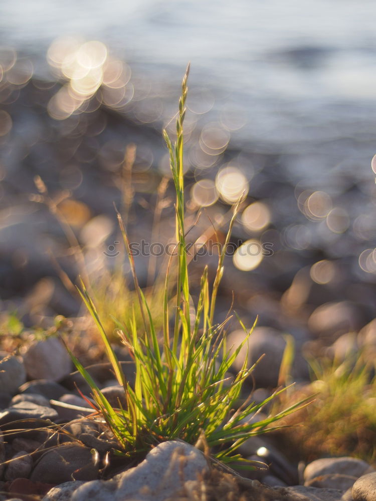 Similar – [600] Natural colours of the heather in Scotland