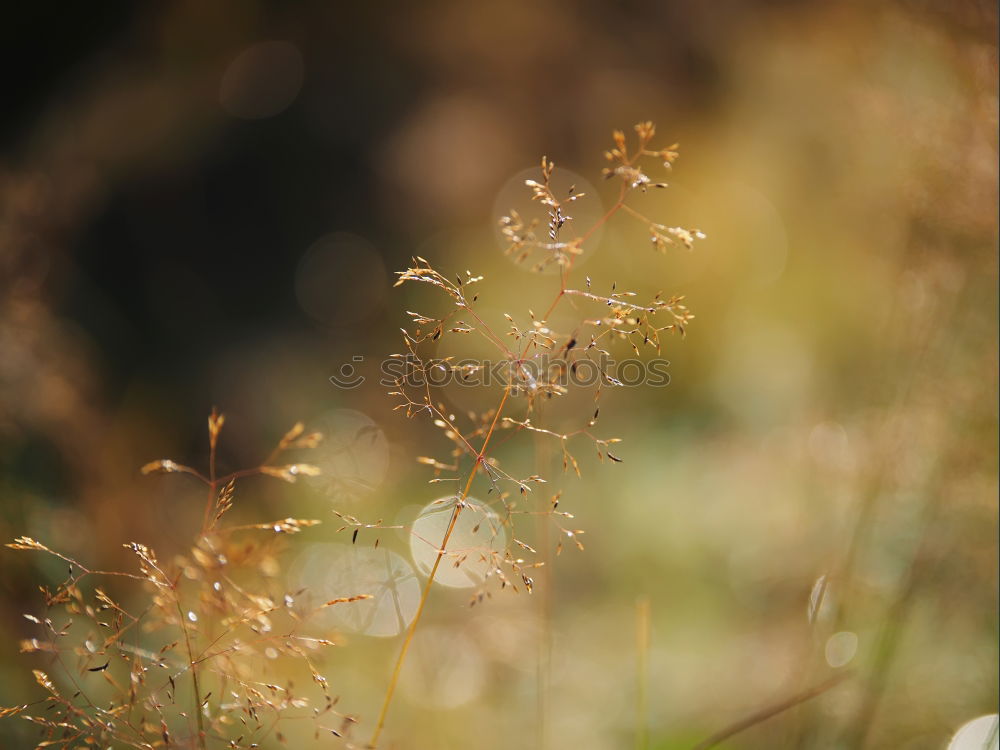 Similar – Image, Stock Photo Stella Alpina Edelweiss