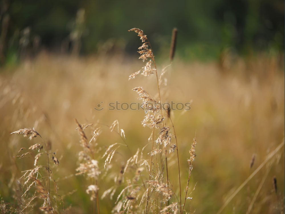 summer meadow Summer