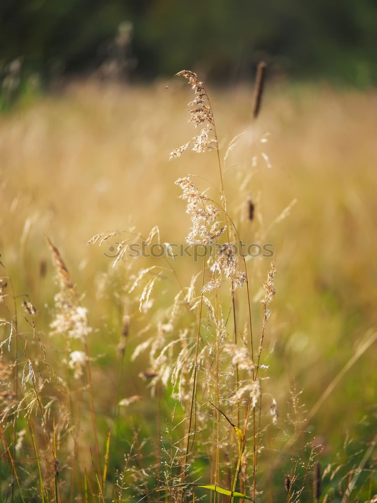 Similar – Image, Stock Photo Gramineae Herbs in the Meadow