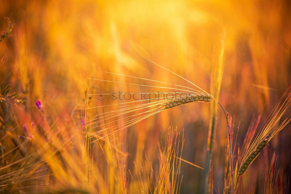 Similar – Image, Stock Photo spring whisper Nature