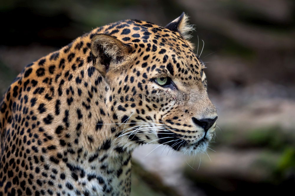 Similar – Close up portrait of Persian leopard