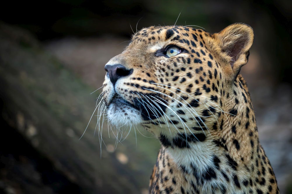 Similar – Close up portrait of Persian leopard