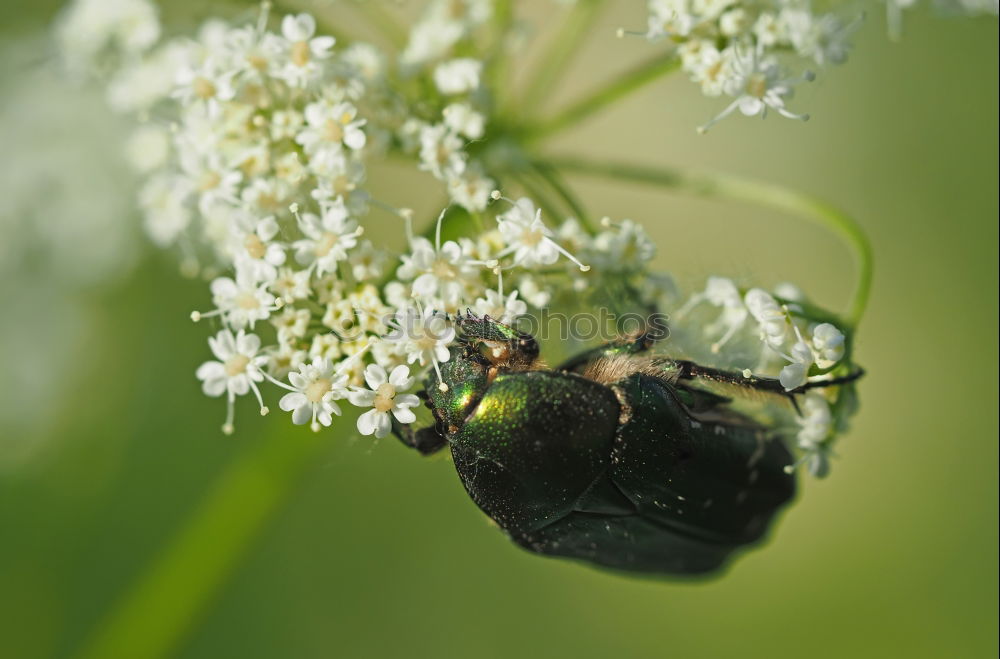 Similar – Käfer Ernährung Blüte Tier