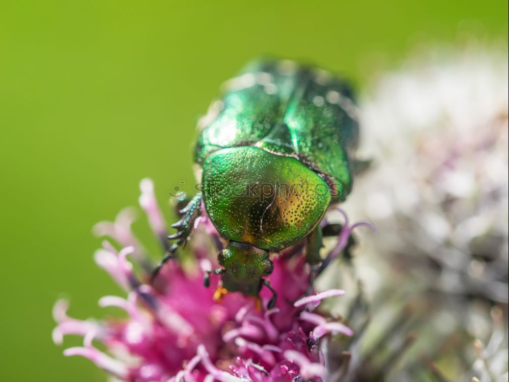 Similar – Image, Stock Photo Rose beetle on thistle