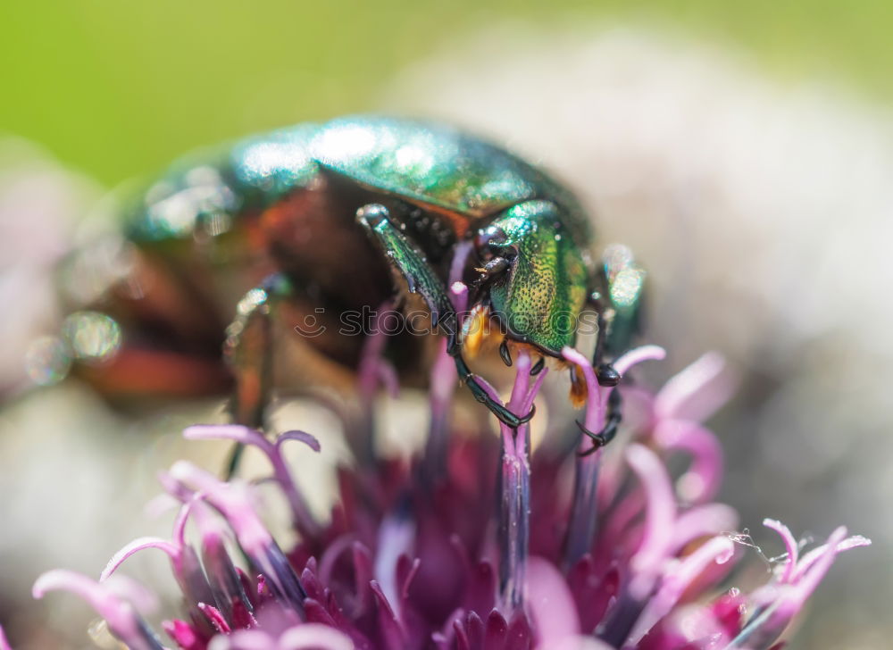 Similar – Käfer Ernährung Blüte Tier