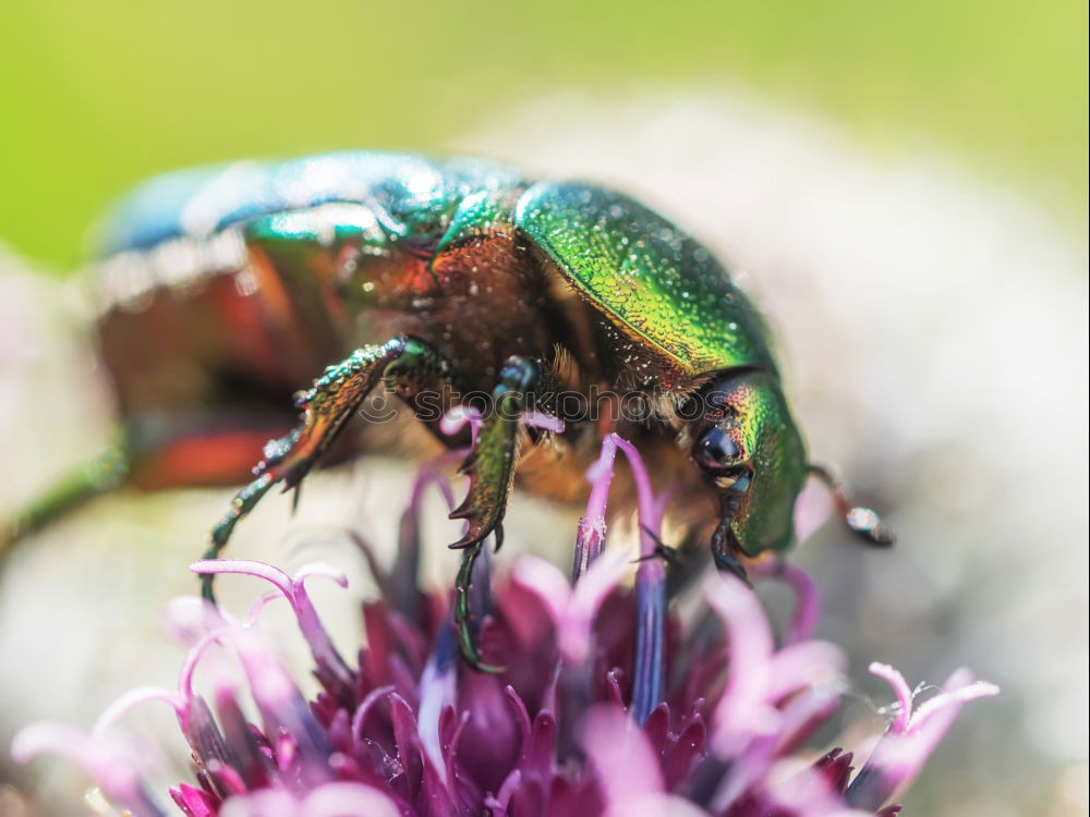 hump Bee Animal Nature