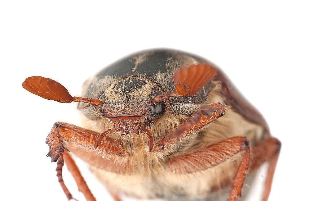 Similar – Image, Stock Photo Cheeeeeeeese! Wasps Animal