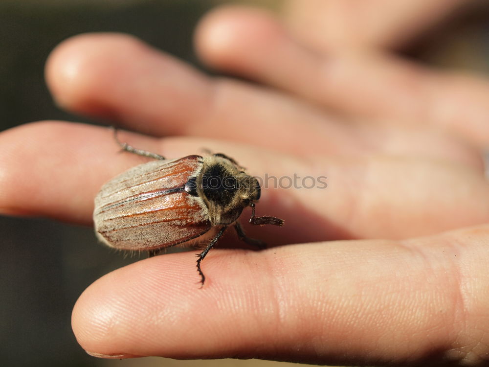 Similar – Child with beetle Garden