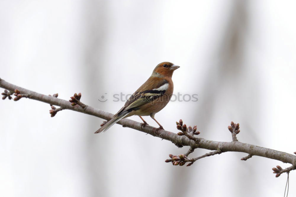 Similar – Image, Stock Photo Yellowhammer in a tree