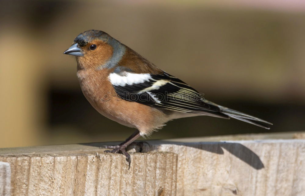 Image, Stock Photo garden bird on a stump