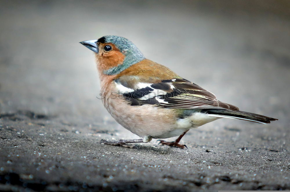 Singing Finch Chaffinch