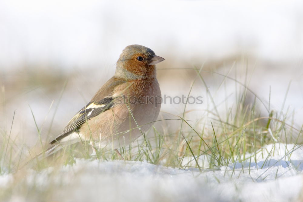 Similar – Image, Stock Photo Hawfinches in the snow