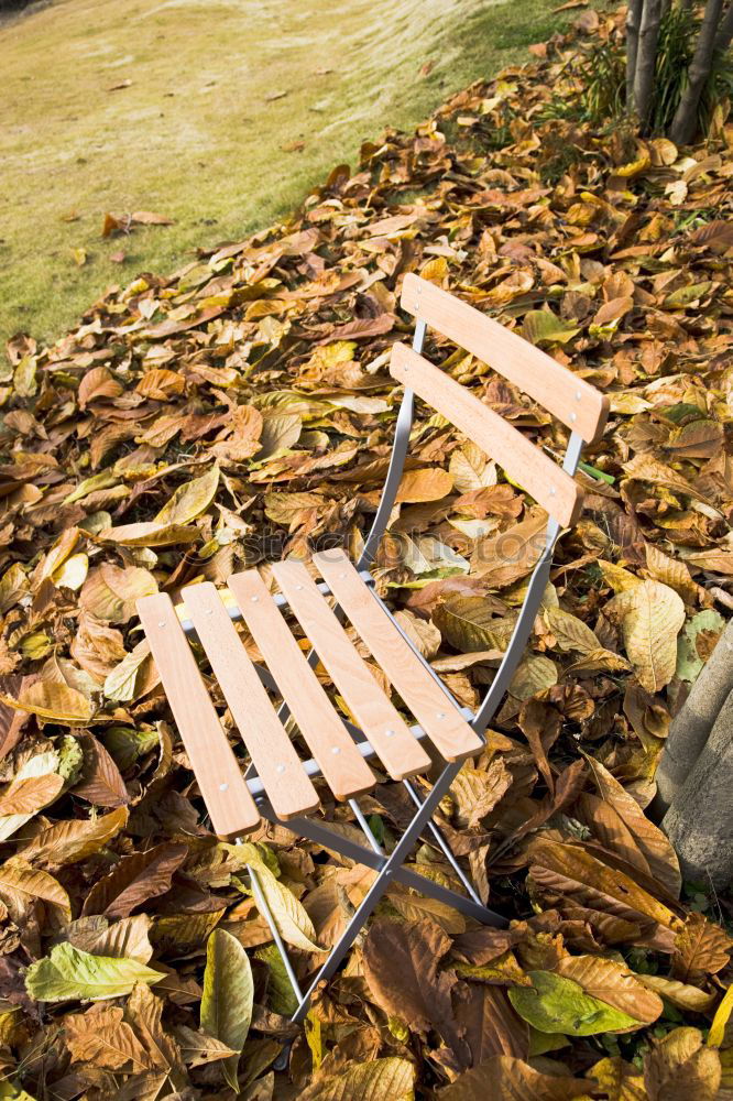 Similar – Image, Stock Photo Before winter Autumn Leaf