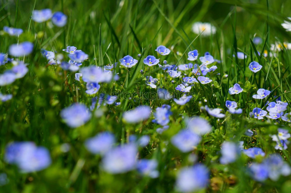 linen blossoms Nature