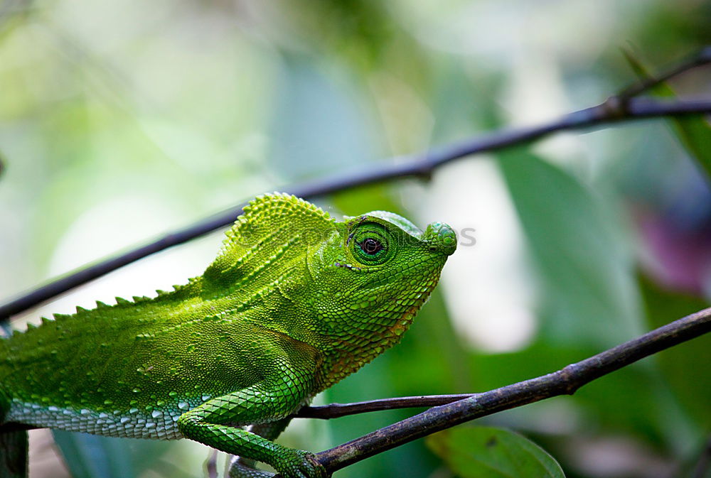 Similar – Image, Stock Photo chameleon Yemen Reptiles