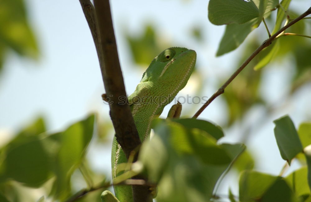 ramified Nature Tree Leaf