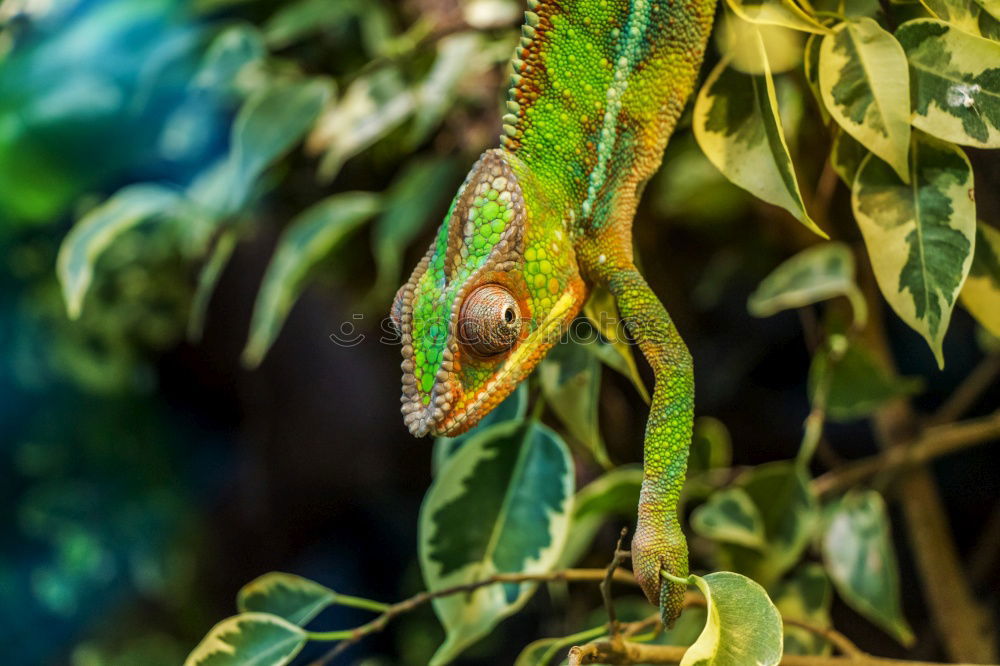 Similar – Yemen Chameleon (Chamaeleo calyptratus)