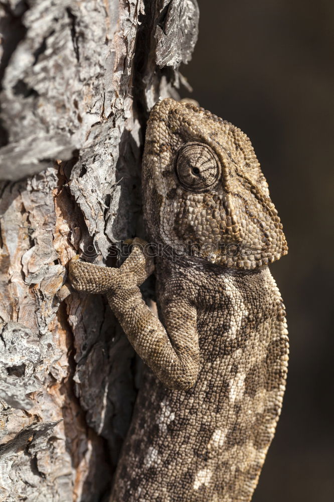 Similar – Image, Stock Photo beautiful meadow viper basking in natural environment