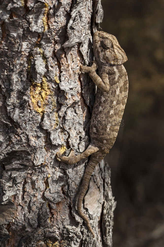 Similar – Image, Stock Photo Woodpecker building his nesting cave