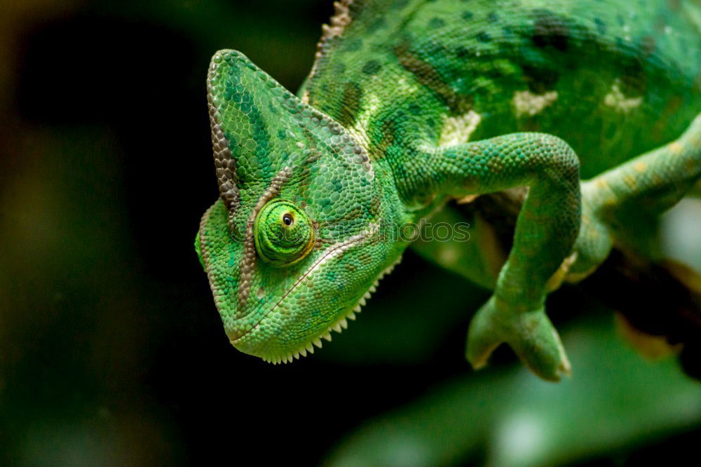 Similar – Yemen Chameleon (Chamaeleo calyptratus)