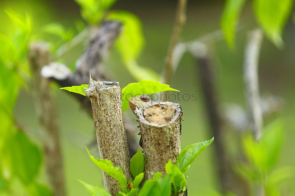 Similar – Chafer on Leaf Environment