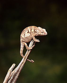 Similar – Image, Stock Photo observantly Animal