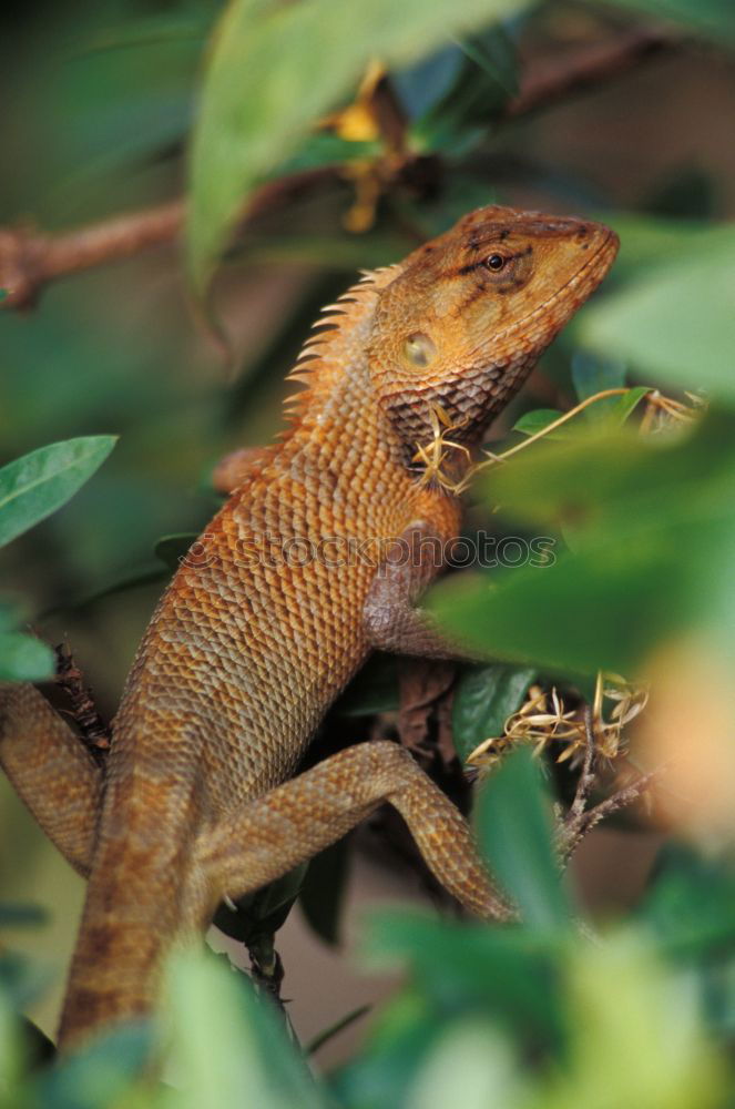 Similar – Image, Stock Photo wall lizard on a trunk 1