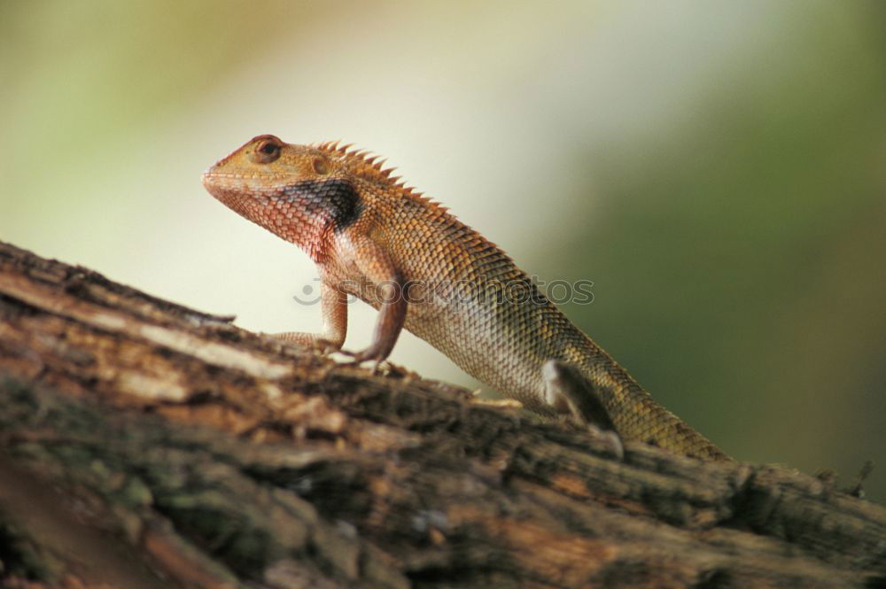 Similar – Image, Stock Photo Lizard of all colors on a trunk in a garden