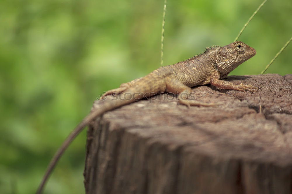 Similar – Image, Stock Photo Lizard of all colors on a trunk in a garden