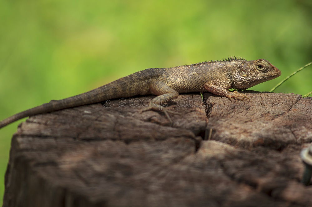 Similar – Anole Lizard Profile with Dewlap Extended Glowing in Sunlight