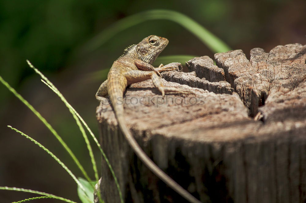 Similar – Gozilla Lizards Animal