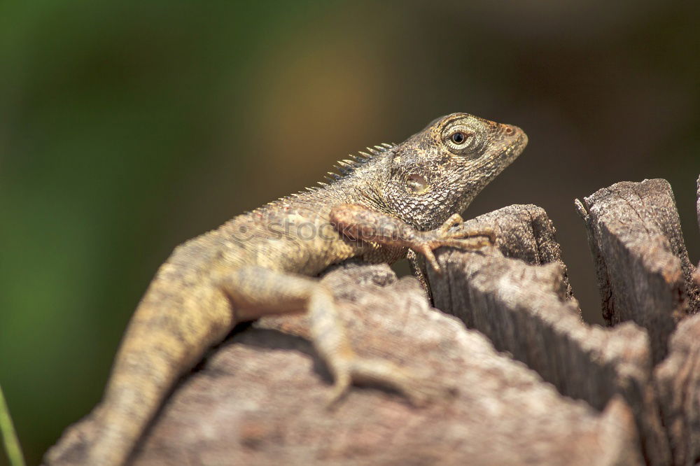 Similar – Image, Stock Photo small forest lizard sunbathing on a warm wooden bench