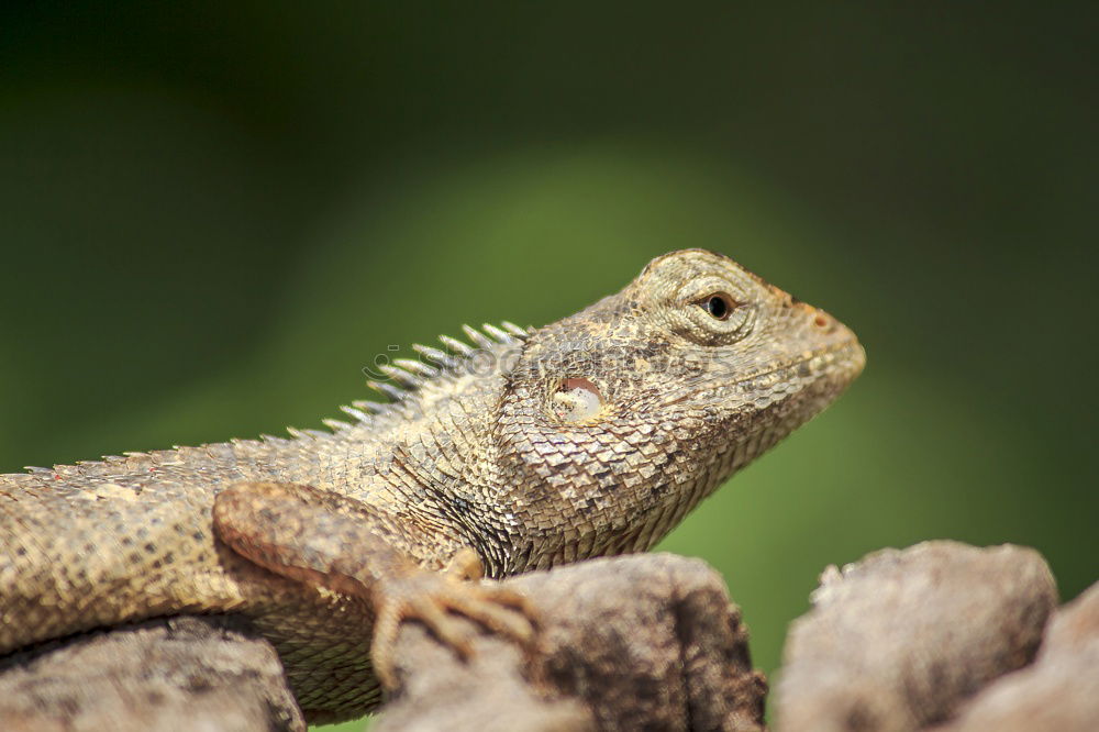 Similar – despot Saurians Lizards